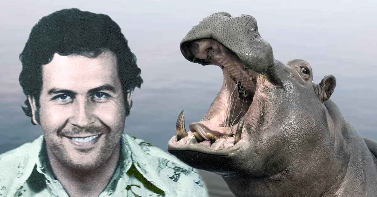 pablo escobar hippo