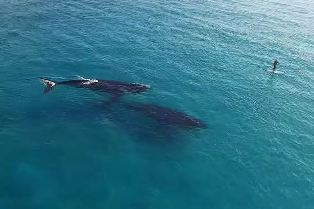 This Incredible Drone Footage Captures A Stand Up Paddleboarder With Two Whales