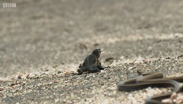 Watch A Baby Iguana Run For Its Life From A Scary AF Pit Of Snakes