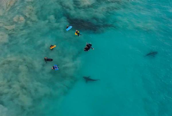 Breathtaking Footage Shows Hundreds Of Sharks Feeding Next To Surfers
