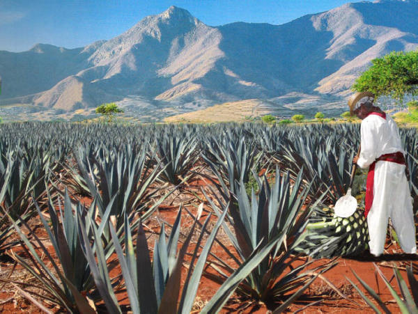 Is Expensive Tequila Really Worth It?