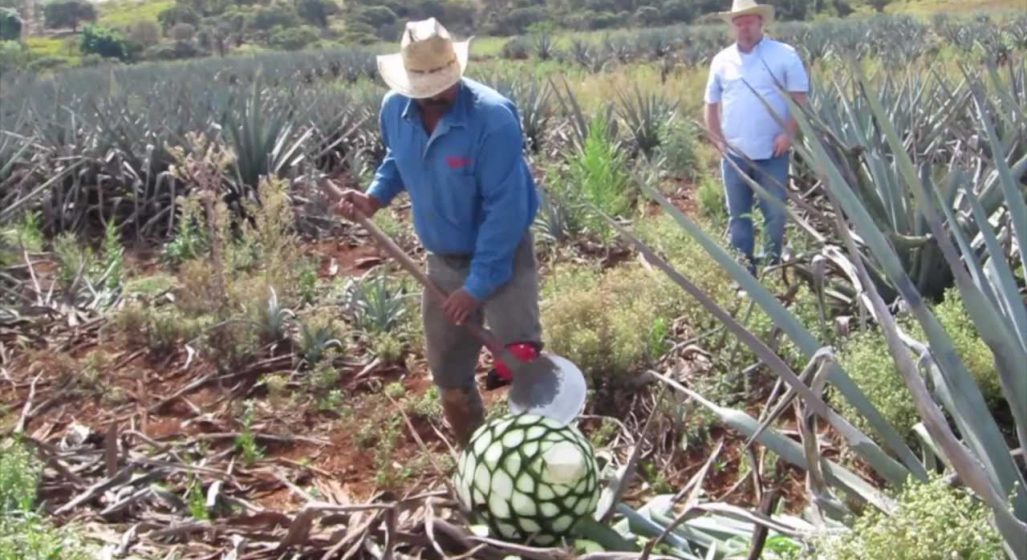 Ever Wanted To Know How Tequila Is Made?