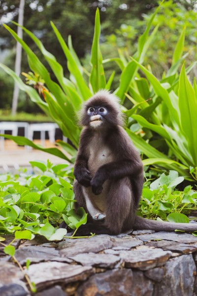 The Datai Langkawi Review: One Of The World’s Greatest Places