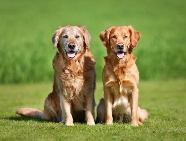 Get Paid To Live In A Luxury London Townhouse &#038; Take Care Of 2 Golden Retrievers