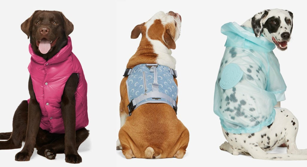 You Can Now Dress Your Dog In Burberry, Moncler, &#038; Versace