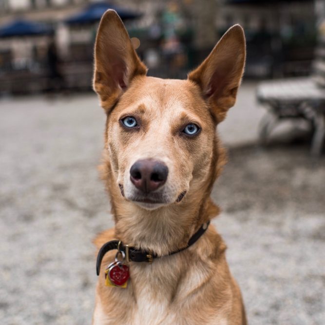 21 Best Dog Breeds For Owners Who Want Something Different
