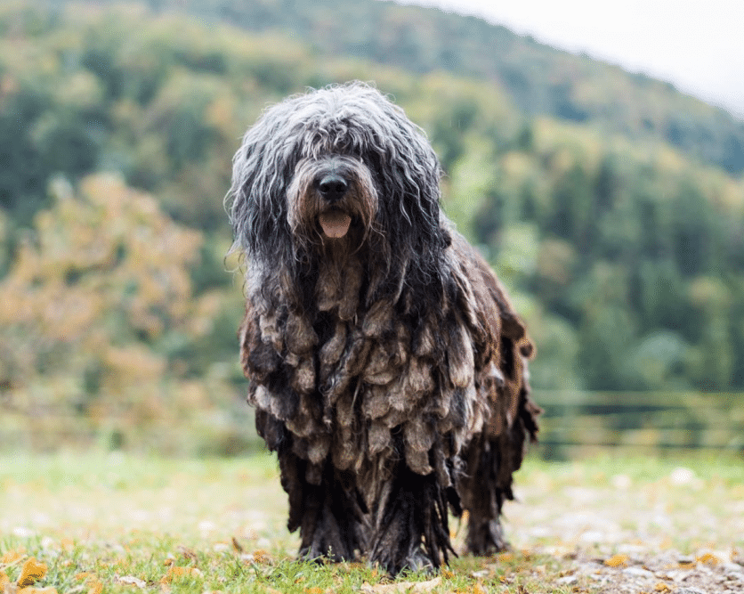 21 Best Dog Breeds For Owners Who Want Something Different