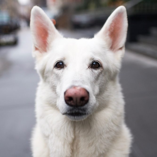 21 Best Dog Breeds For Owners Who Want Something Different