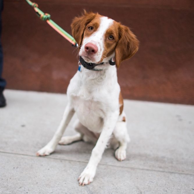 21 Best Dog Breeds For Owners Who Want Something Different