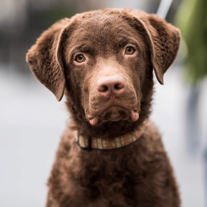 21 Best Dog Breeds For Owners Who Want Something Different