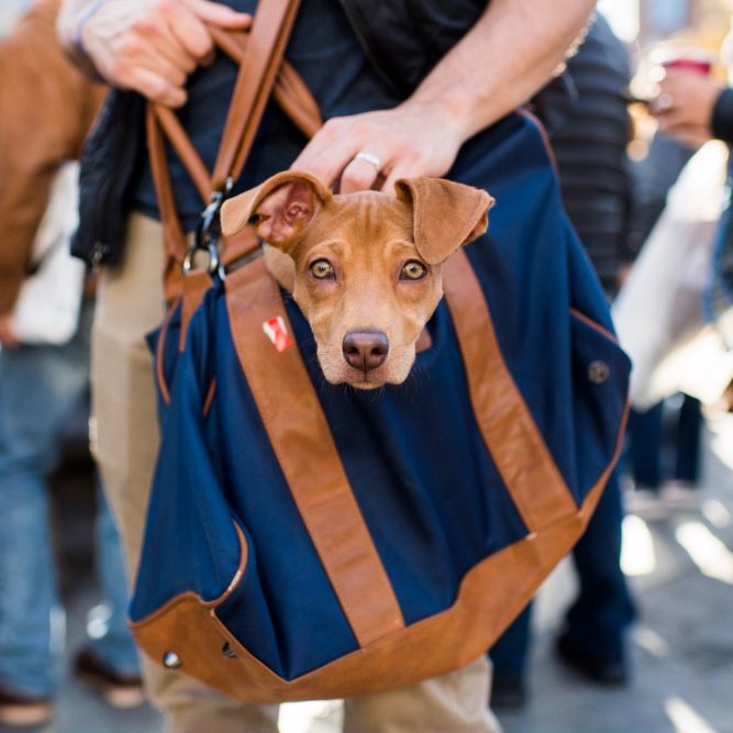 21 Best Dog Breeds For Owners Who Want Something Different