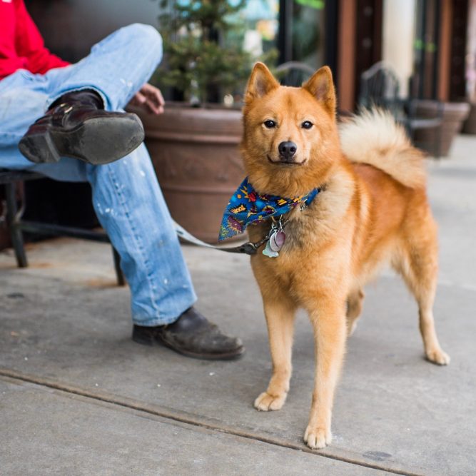 21 Best Dog Breeds For Owners Who Want Something Different
