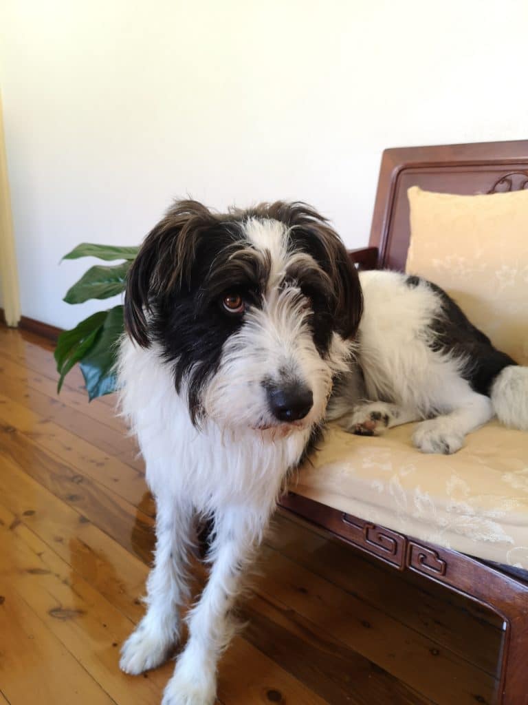 Samsung Galaxy S20 Ultra Camera Review: The Average Joe Has A Shot