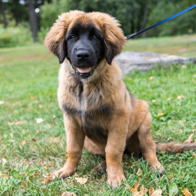 21 Best Dog Breeds For Owners Who Want Something Different