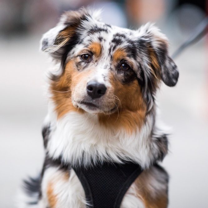 21 Best Dog Breeds For Owners Who Want Something Different
