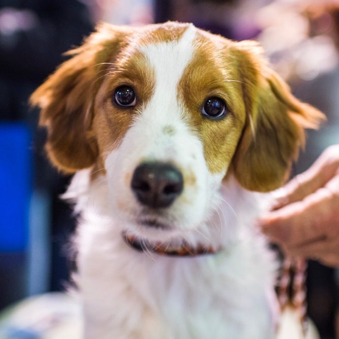 21 Best Dog Breeds For Owners Who Want Something Different