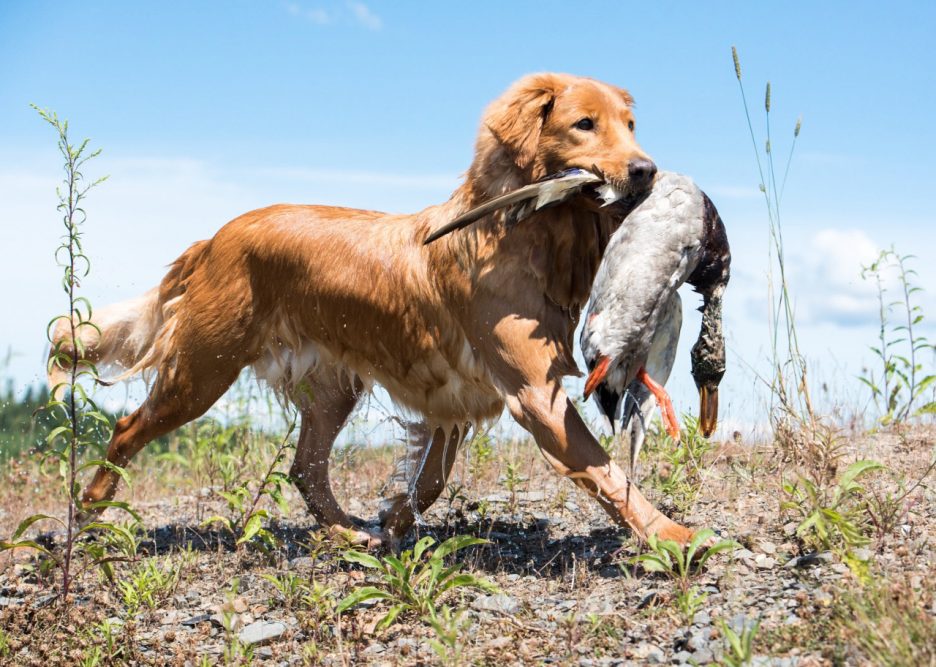 21 Best Dog Breeds For Owners Who Want Something Different