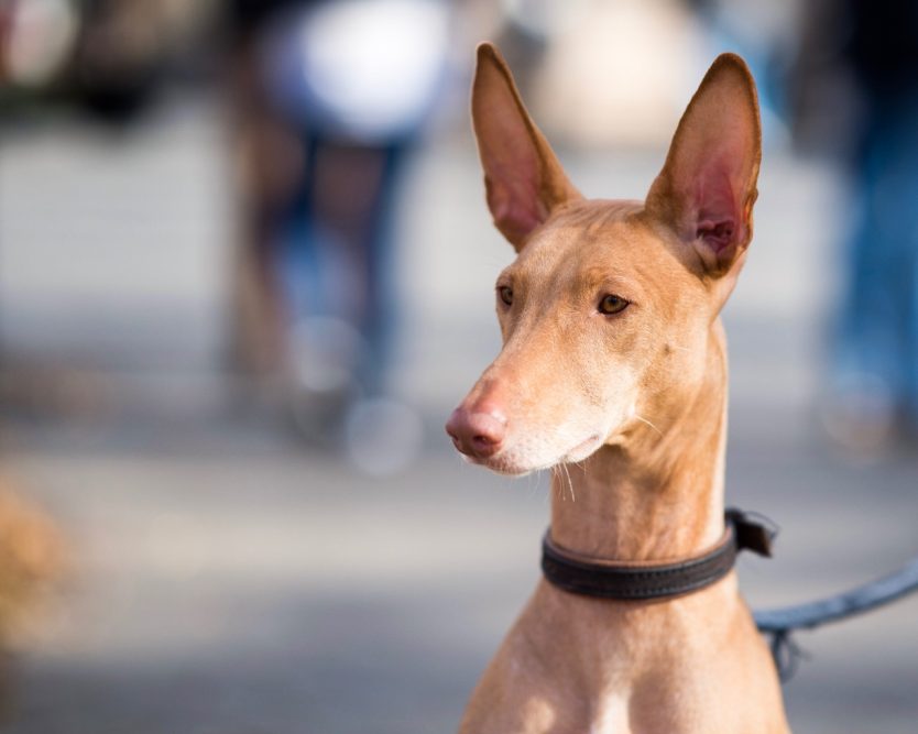 21 Best Dog Breeds For Owners Who Want Something Different