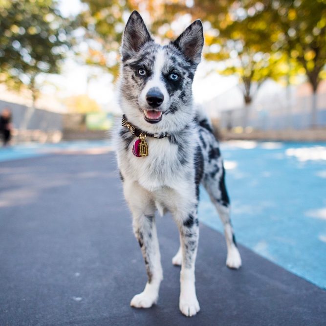 21 Best Dog Breeds For Owners Who Want Something Different