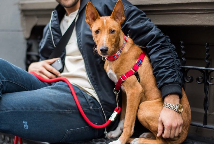 australian shepherd duck hunting