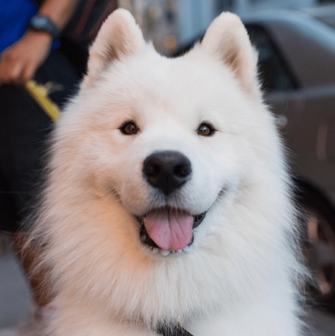 21 Best Dog Breeds For Owners Who Want Something Different