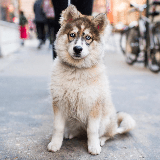 21 Best Dog Breeds For Owners Who Want Something Different