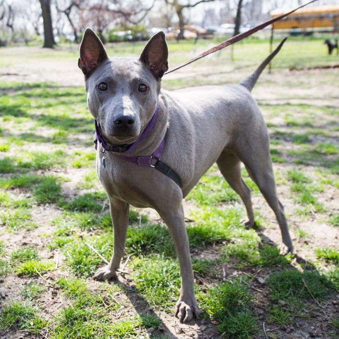 21 Best Dog Breeds For Owners Who Want Something Different