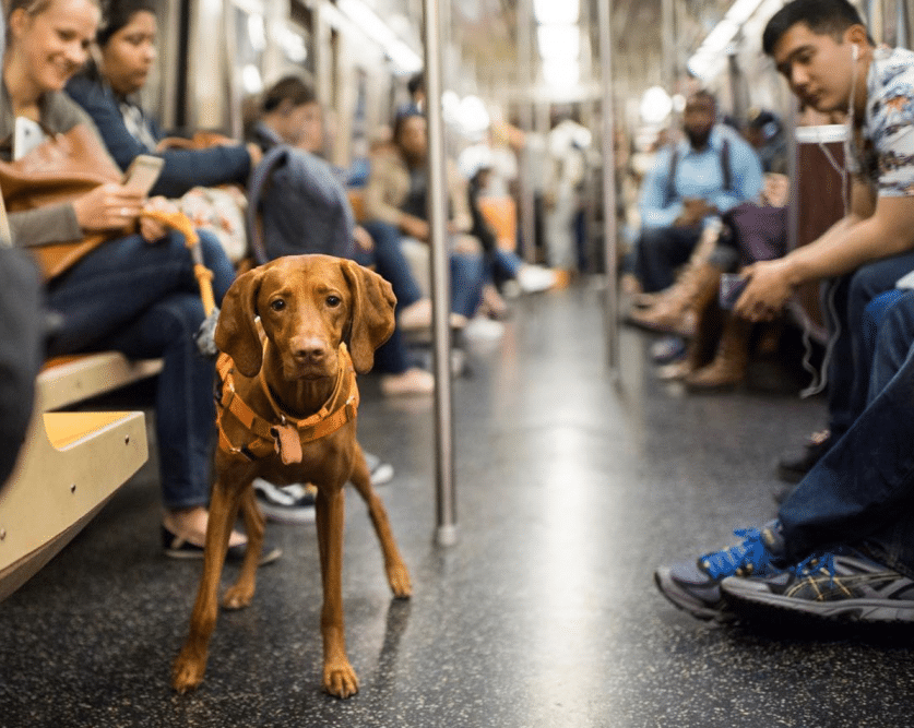 21 Best Dog Breeds For Owners Who Want Something Different