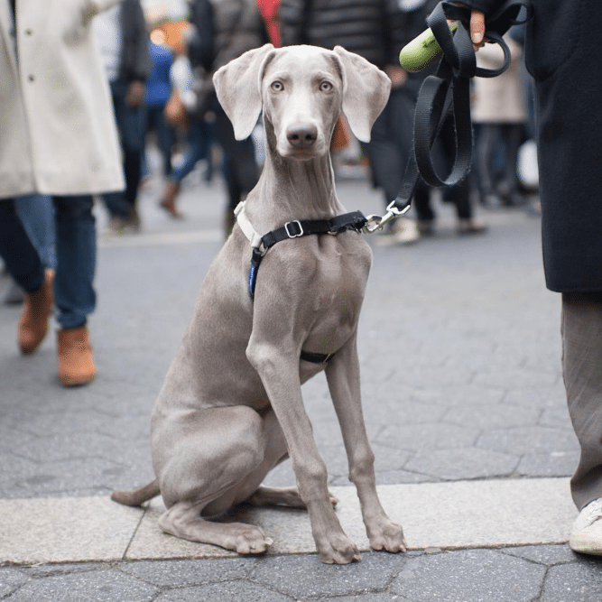 21 Best Dog Breeds For Owners Who Want Something Different