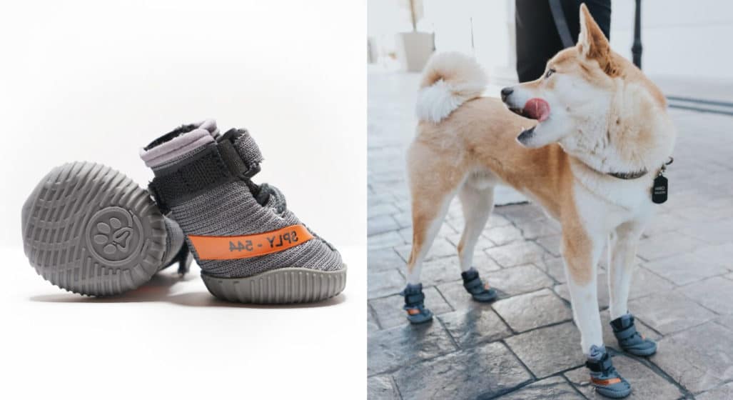 Fresh Pawz Release Dog YEEZY Sneakers