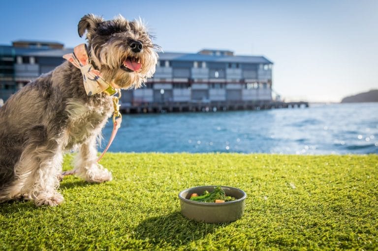 the-best-dog-friendly-luxury-hotels-in-sydney-boss-hunting