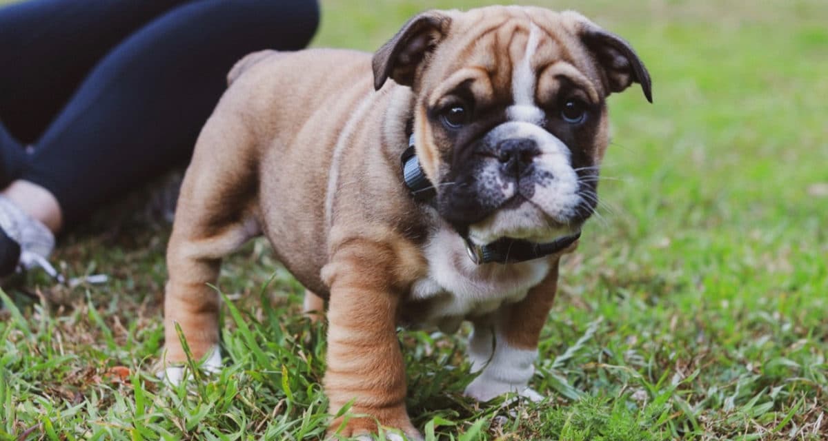 6 Expert Tips For New Puppy Owners (According To A Vet)