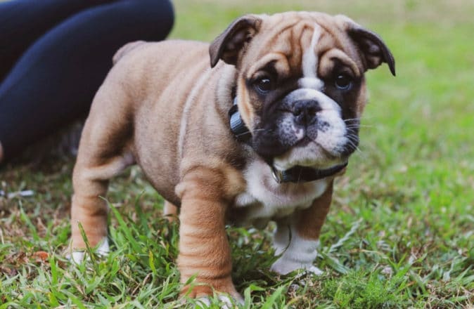 6 Expert Tips For New Puppy Owners (According To A Vet)