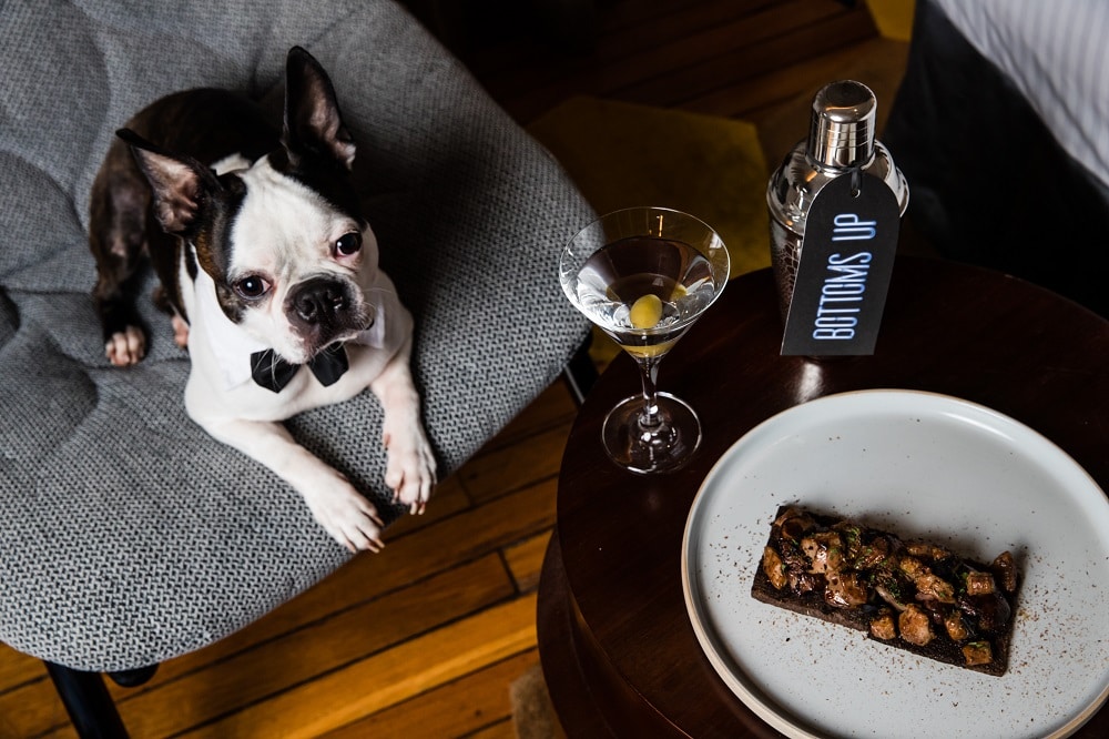 The Best Dog-Friendly Luxury Hotels In Sydney