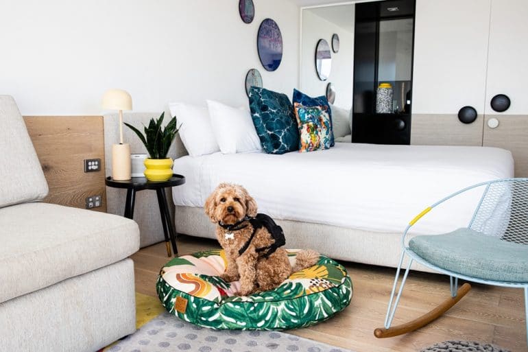 The Best DogFriendly Luxury Hotels In Sydney Boss Hunting