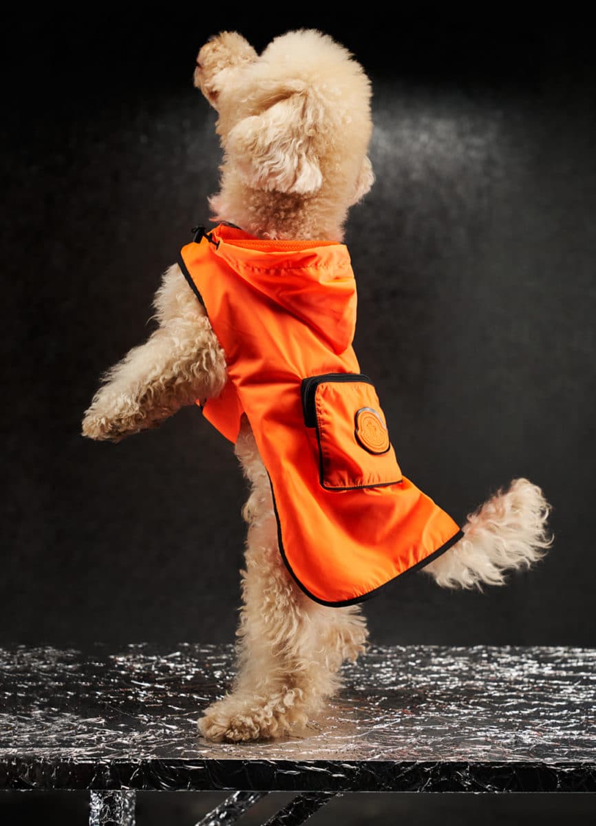 Moncler Dog Couture