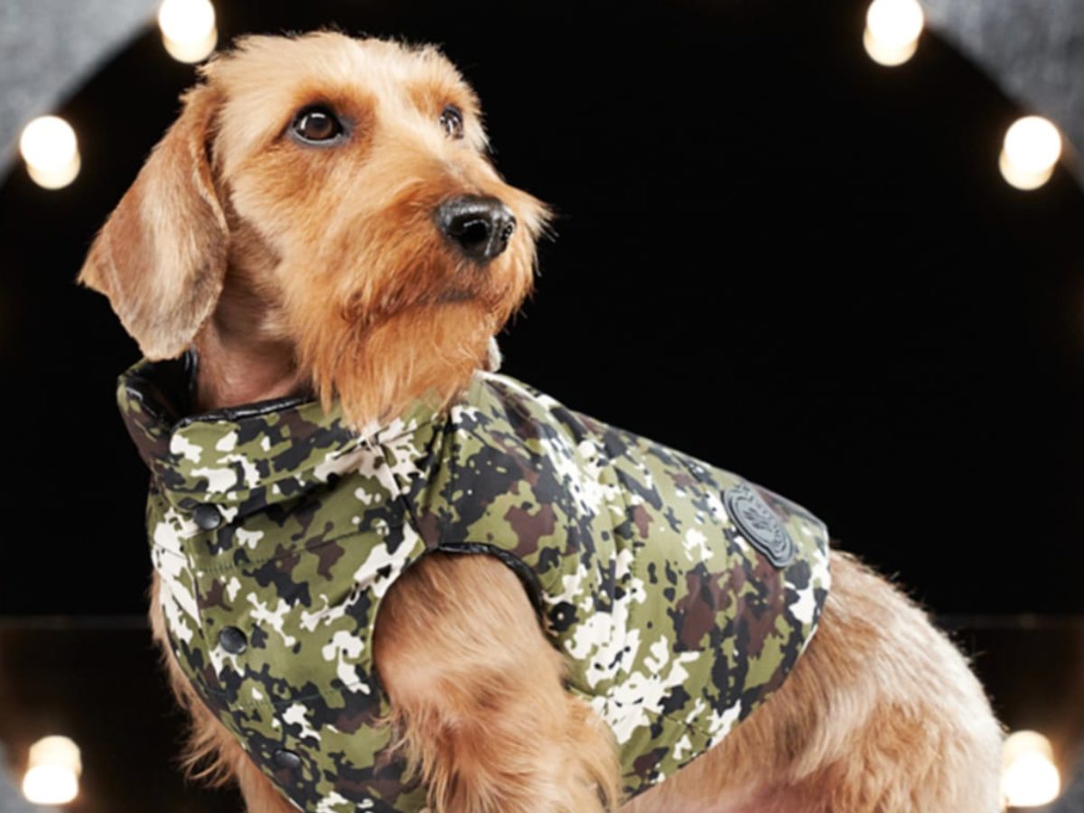 Moncler-Dog-Couture-1200x900.jpg