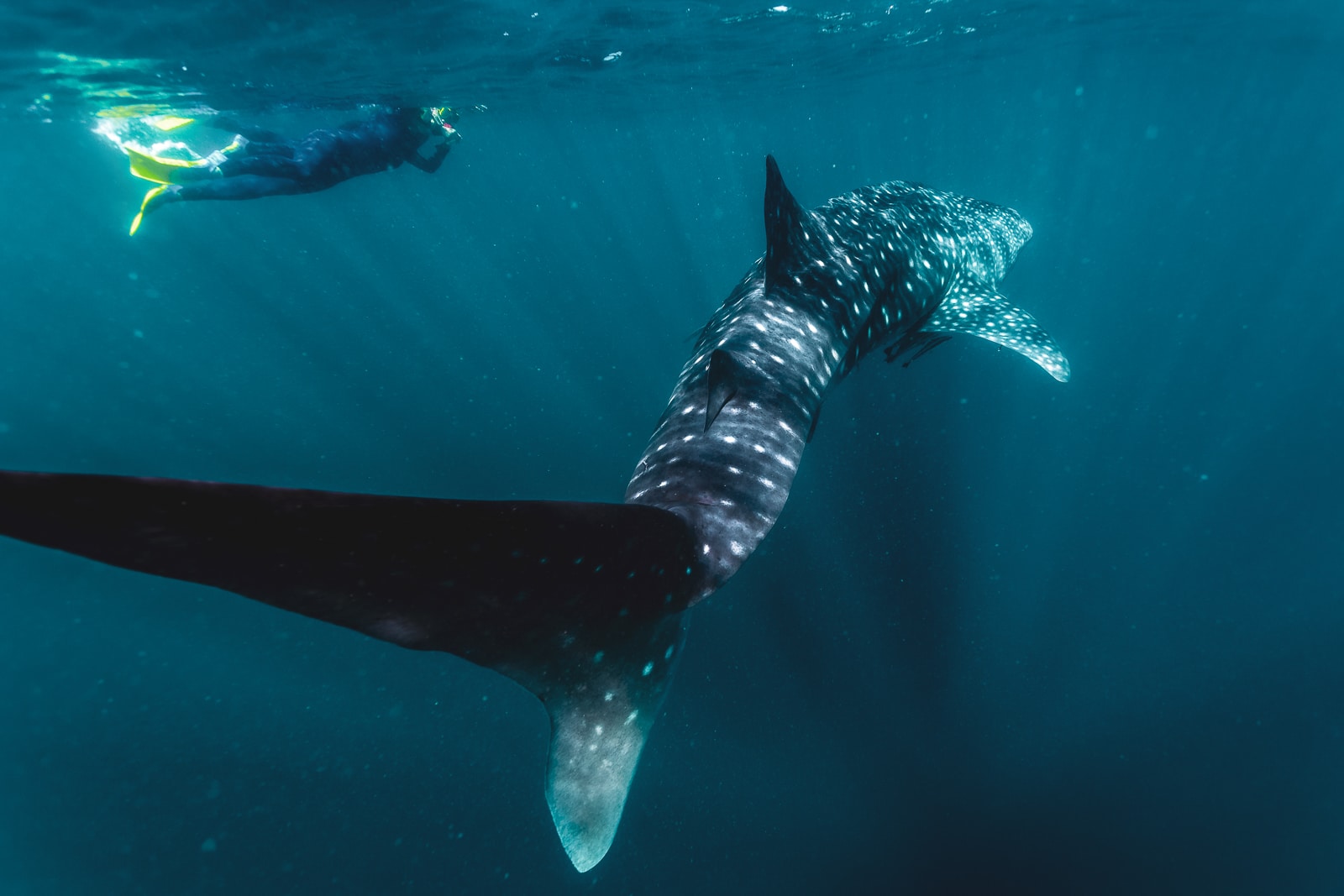 From Perth To Exmouth: A Road Trip Guide To Whale Shark Season