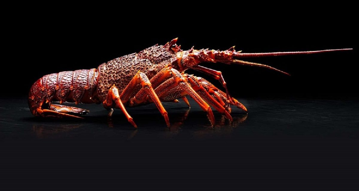 australian lobster price