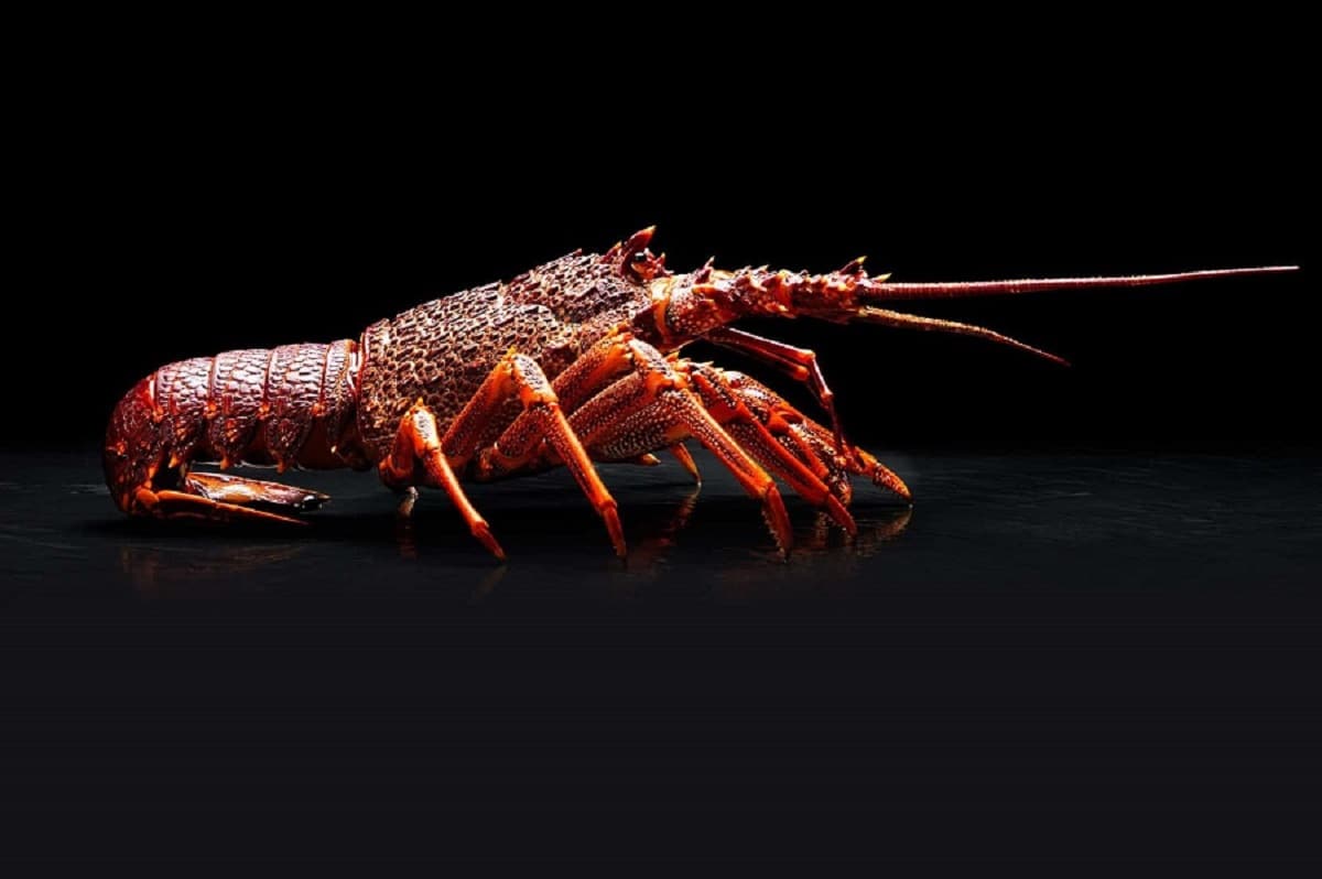 australian lobster price