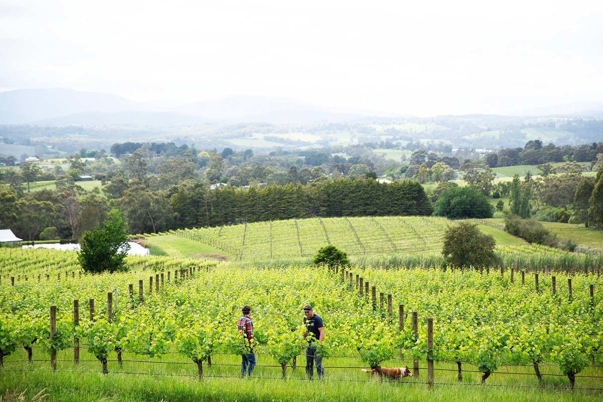 Behind the Vines