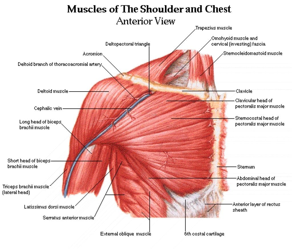 Different shoulder muscles and exercises clearance