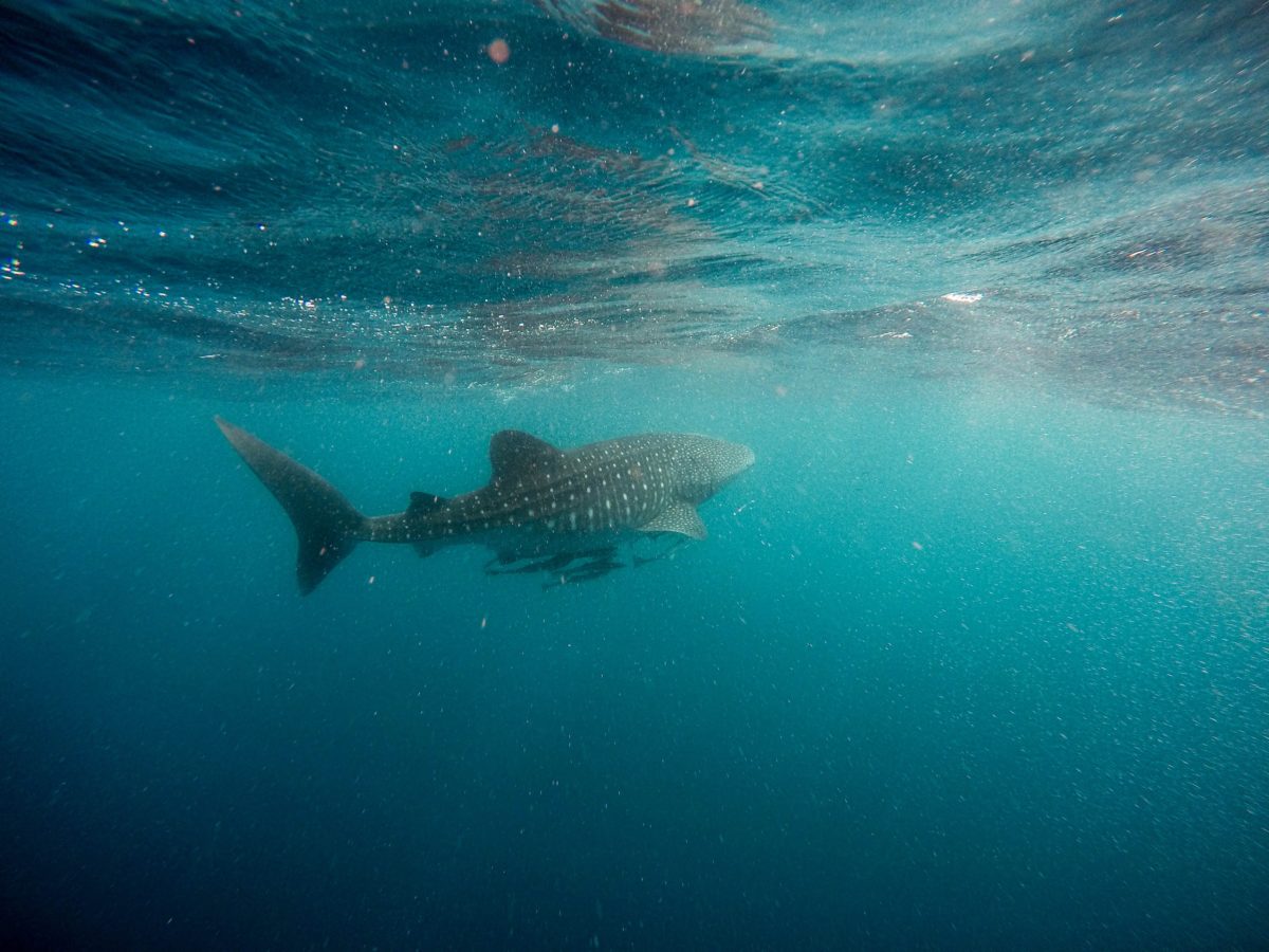 From Perth To Exmouth: A Road Trip Guide To Whale Shark Season