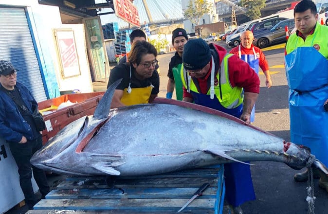 Sydney Fish Market 271kg northern bluefin tuna
