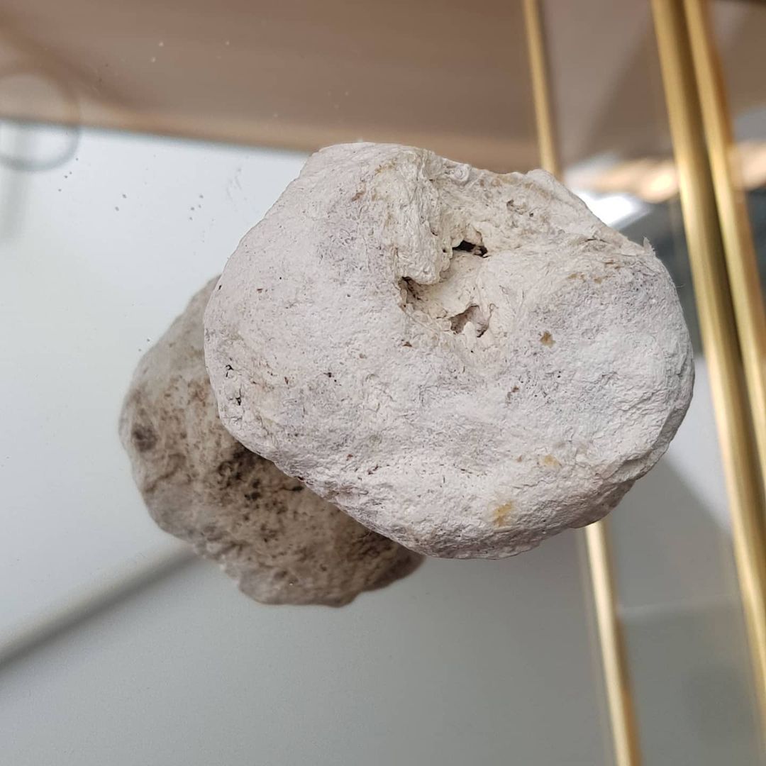 Ambergris: Why ‘Whale Vomit’ Is So Highly Valued In Perfumery