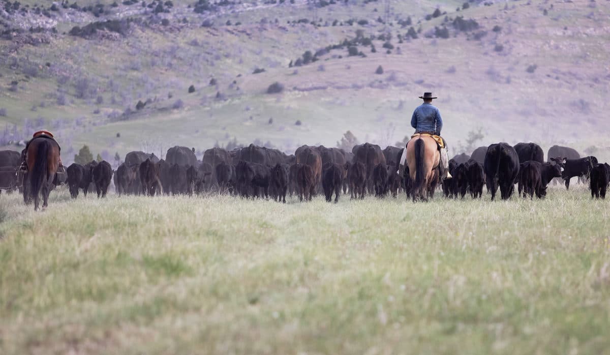 The &#8216;Yellowstone&#8217; Lifestyle Can Be Yours With This $176 Million Montana Ranch