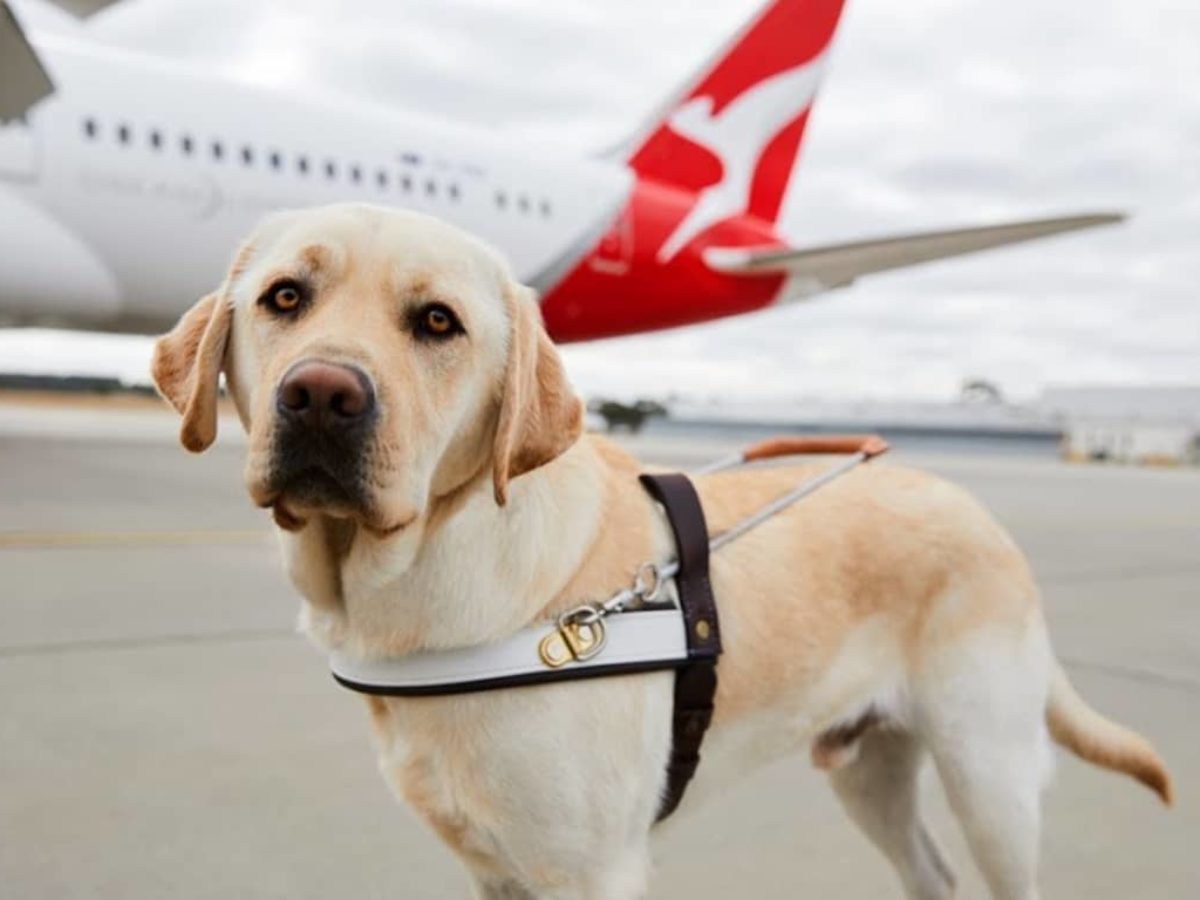 Can Dogs Fly Safely