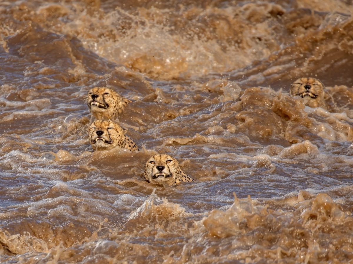 Wildlife Photographer Of The Year Competition 2021
