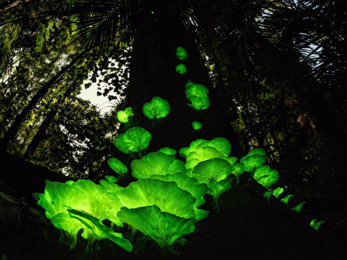 Wildlife Photographer Of The Year 2021 Competition Reveal Stunning Entries