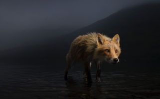 Storm Fox by Jonny Armstrong Wildlife Photographer Of The Year Competition 2021